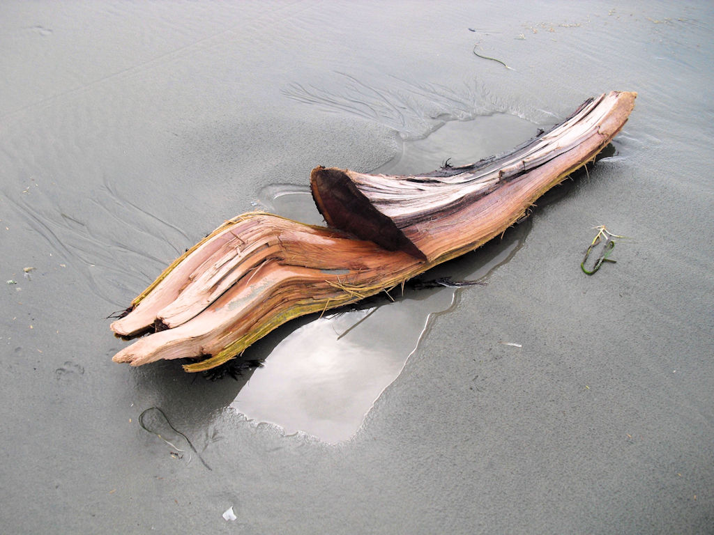 A piece of driftwood not yet smoothened out by water and time