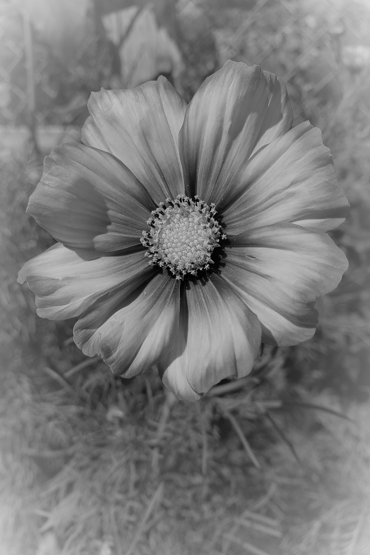 A monochromatic picture of a flower