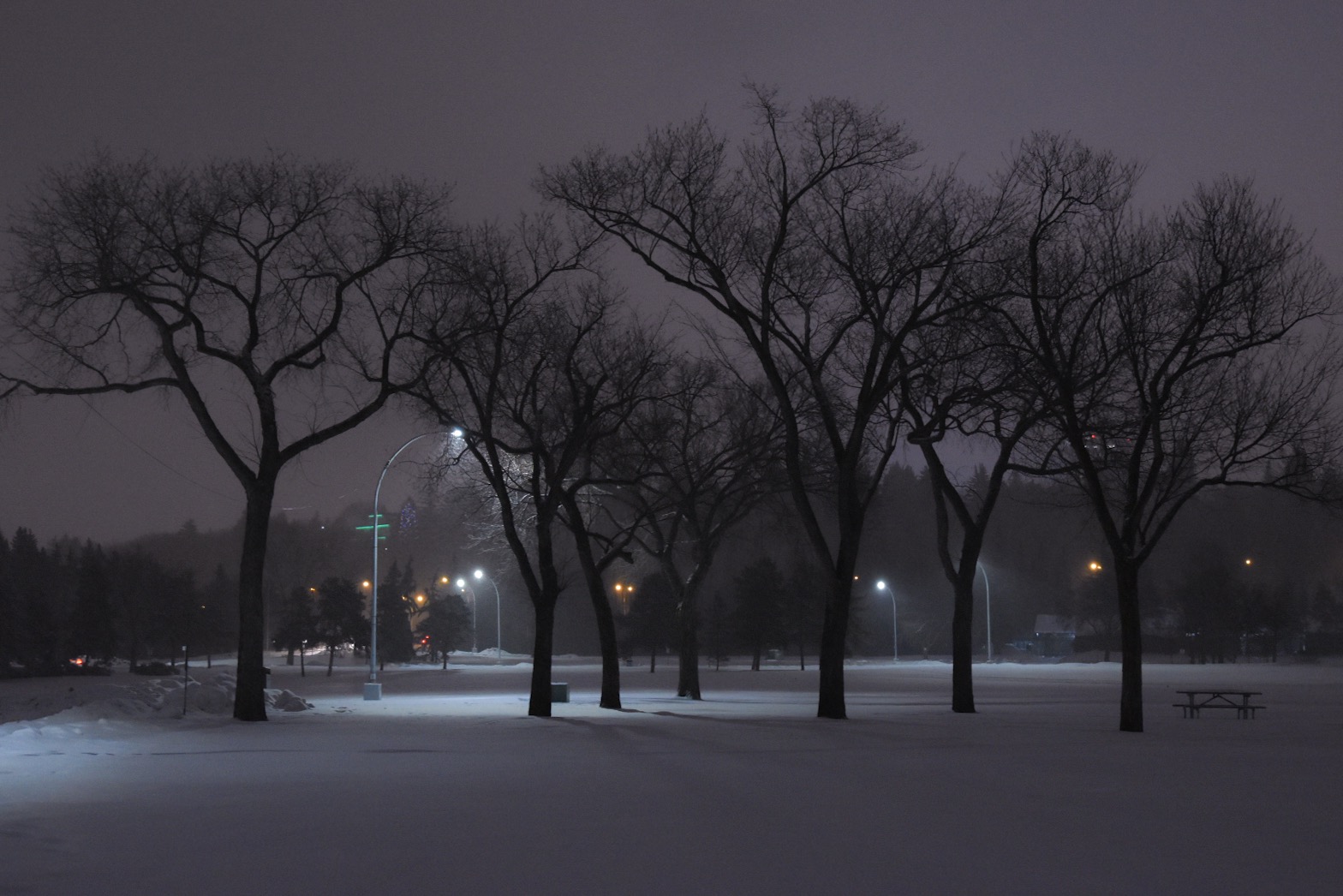 A scene of bare trees and ground covered in snow with street lamps providing spot lighting in the background