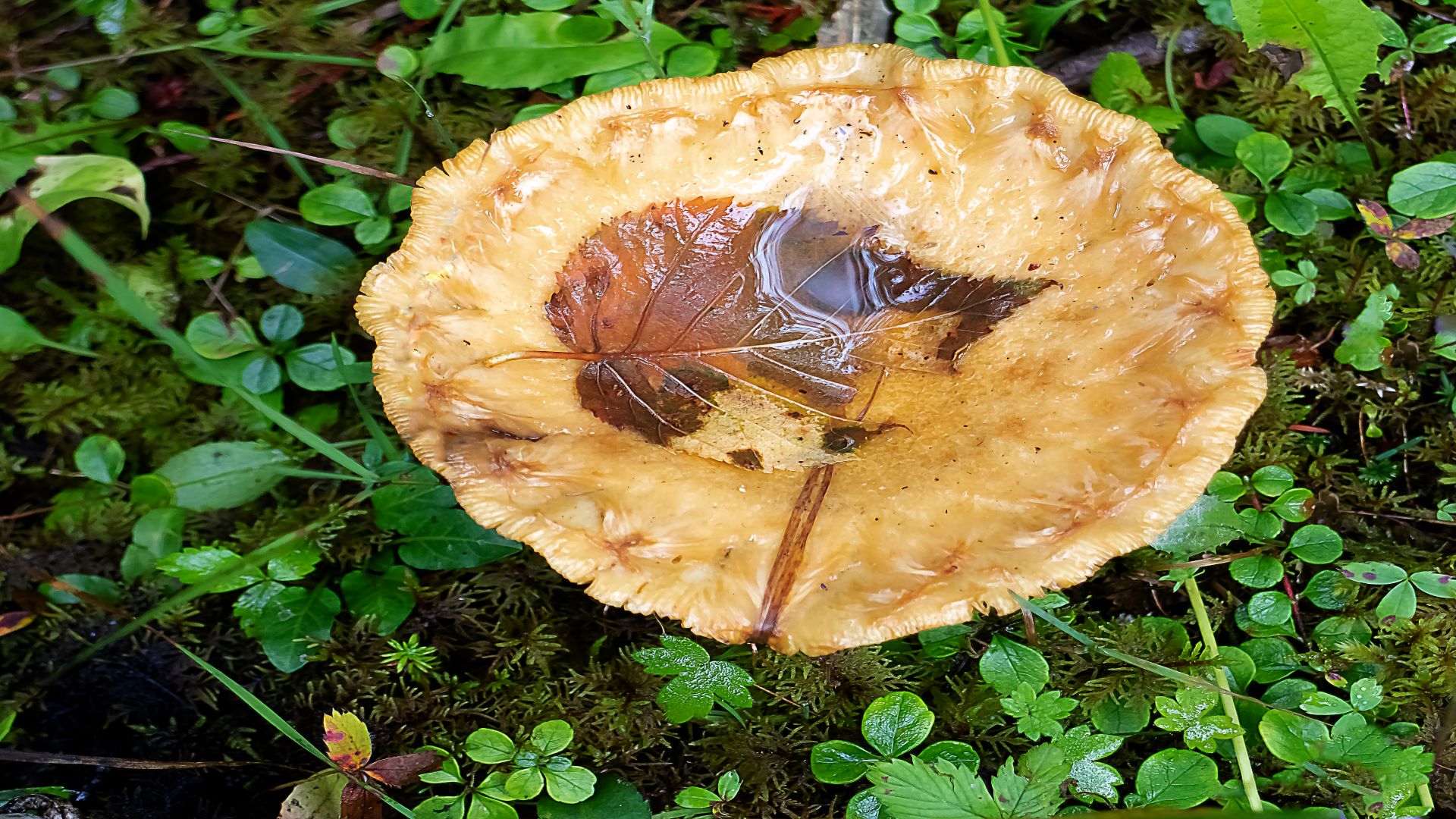 A picture of a mushroom with a leaf inside it's water filled, concave shapped cap