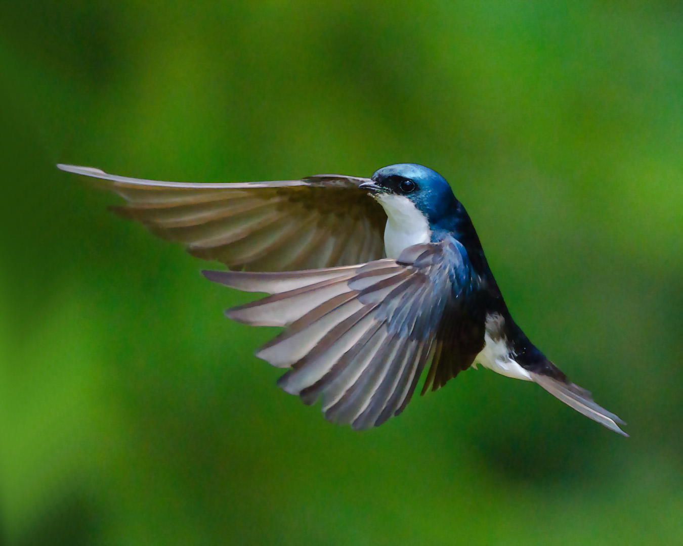 A picture of a tree swallow captured in flight with its wings extended like it is about to hug something