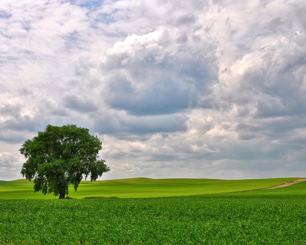 A lone tree surrounded by a field of green grass with moody clouds above