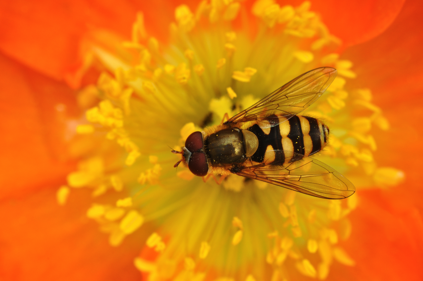 A fly who's appearance mimics that of a bee on a flower