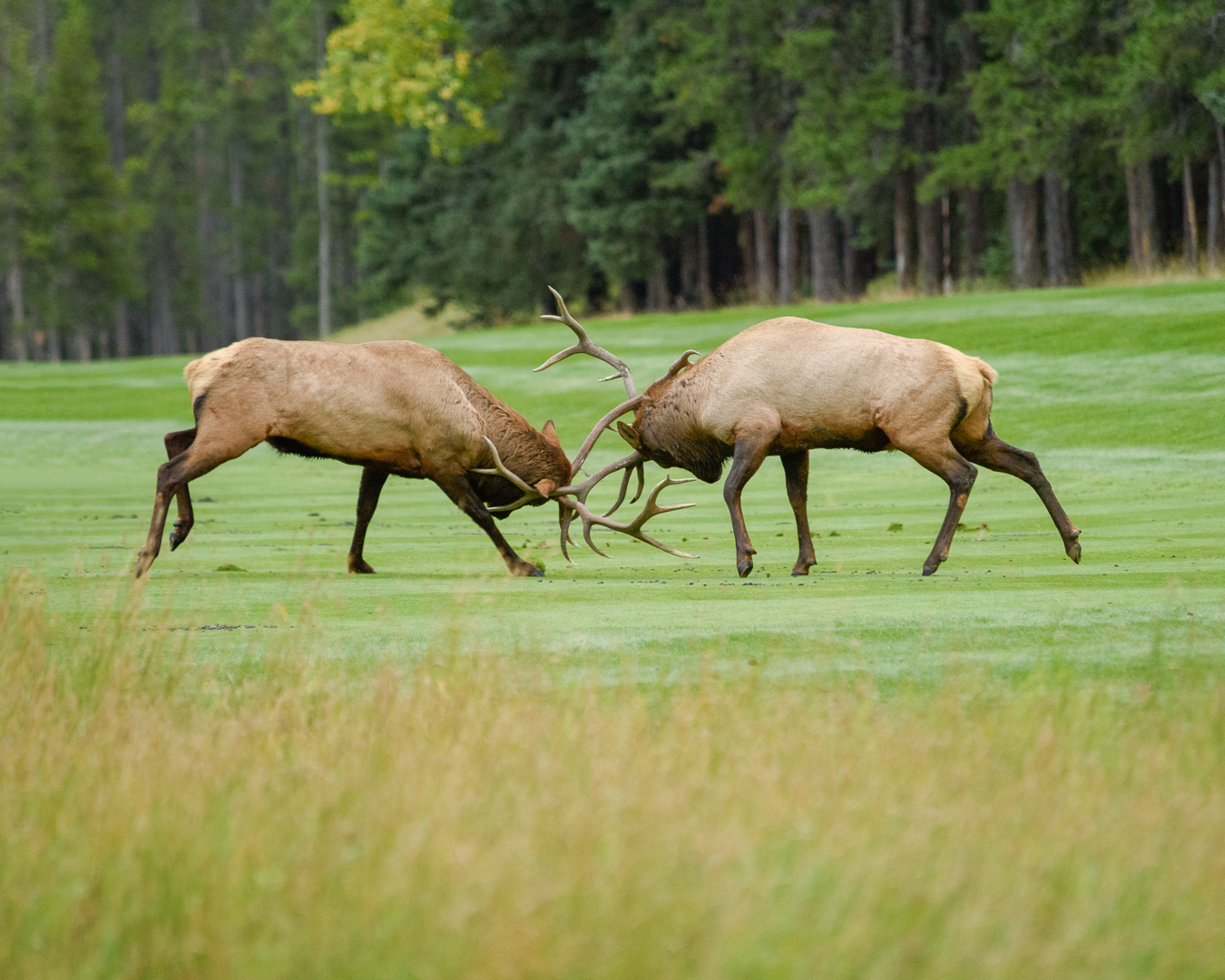 Two elks with horns locked in a fight on a golf course