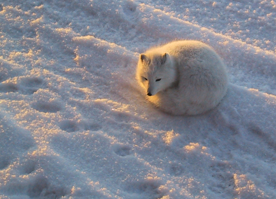 Mike Kohut - Arctic Fox