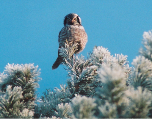 Diane Sullivan - Owl